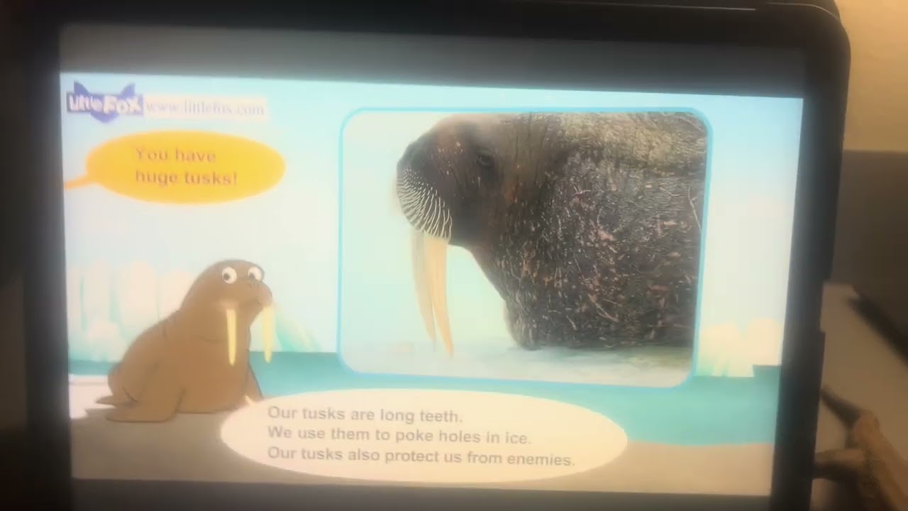 L2 015 Meet the Animals 15 Walrus - YouTube
