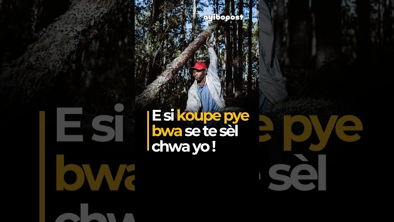E si koupe pye bwa, se te sèl chwa yo ?
