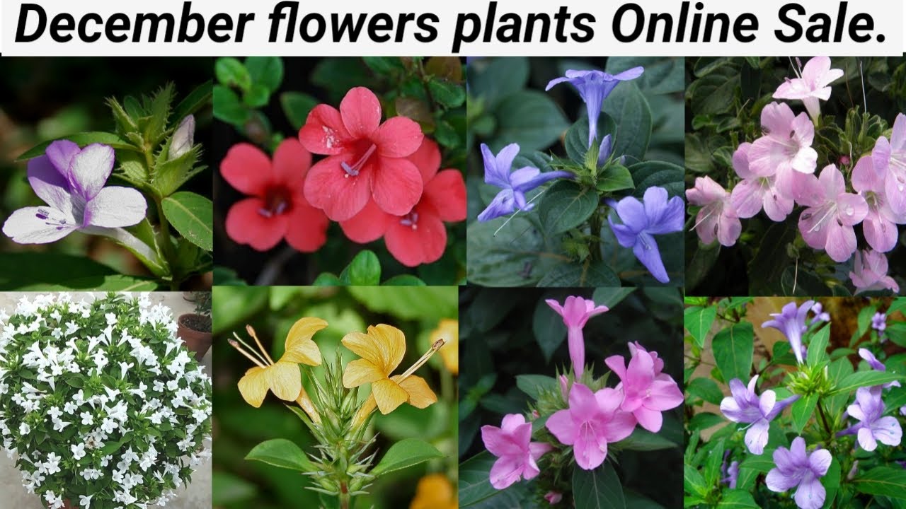December Flower plants online sale/ఒక msg చేస్తే, మీ ఇంటికే మొక్కలు