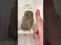 An owl that refuses to be touched🦉👆🦉Owl to accept