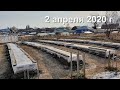 Мой виноград. Алтай г. Барнаул. 2 апреля 2020г