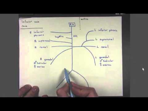 Video: Inferieure Vena Cava - Diameter, Trombose, Compressie