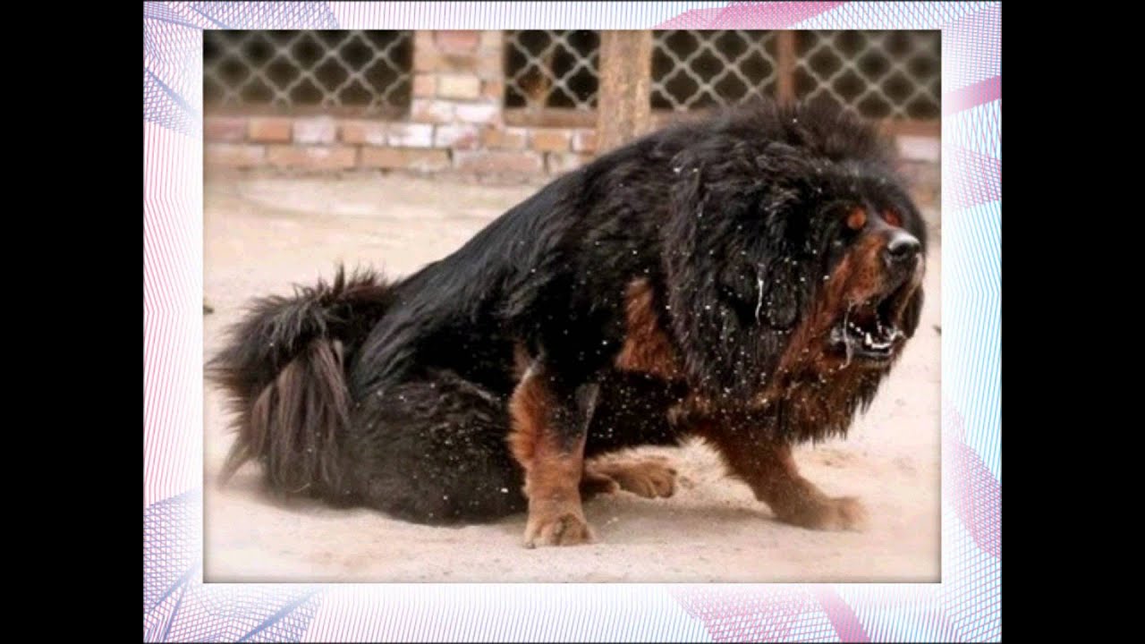 tibetan mastiff de vanzare