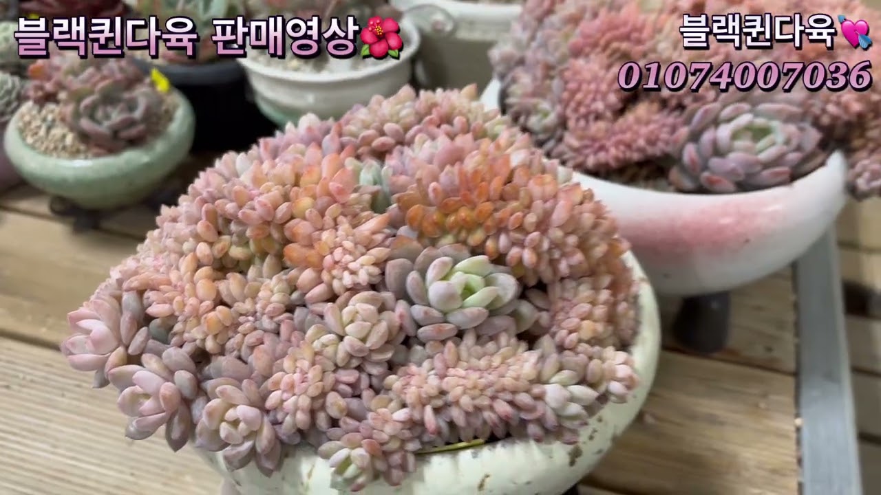 3/3)🌺블랙퀸다육판매영상🌺 #블랙퀸다육 #판매영상 #다육식물 # 다육힐링 #블랙퀸다육유튜브