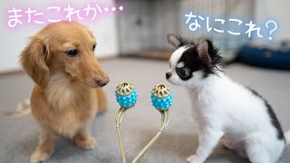 最強の癒しグッズで愛犬を癒したい！