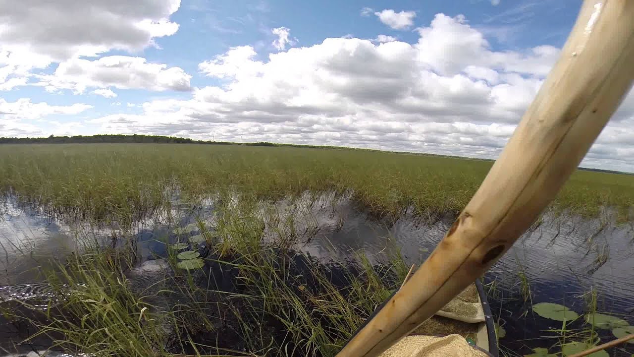 Harvesting wild rice YouTube