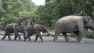 ส่วนแสดงช้างว่ายน้ำ สวนสัตว์เปิดเขาเขียว Khao Kheow Open Zoo