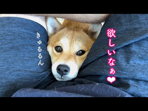 なんとかパパの好物をもらおうとおねだりしてくるあざとい柴犬が可愛い