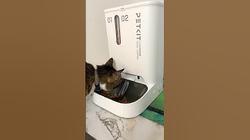 The best automatic feeder! #cats #catlover #automaticfeeder #petkit