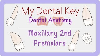 Maxillary 2nd Premolar 3D Module | Dental Anatomy | My Dental Key
