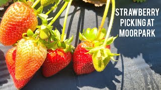 [2 mins] LA - Strawberry Picking at Underwood Family Farms, Moorpark, Ventura County.