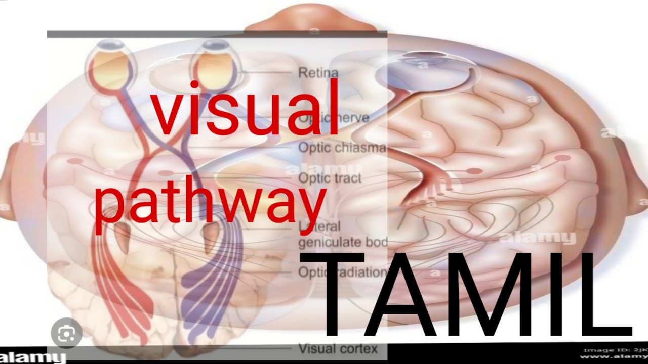 visual pathway | physiology  in tamil #physiotamil #physiology