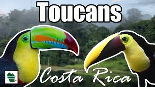 Finding Iconic Toucans in Costa Rica