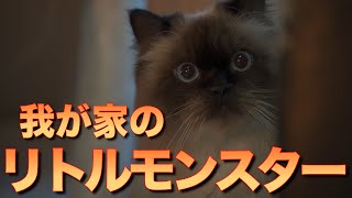 怪獣】我が家のリトモン紹介（ヒマラヤン：猫） - YouTube