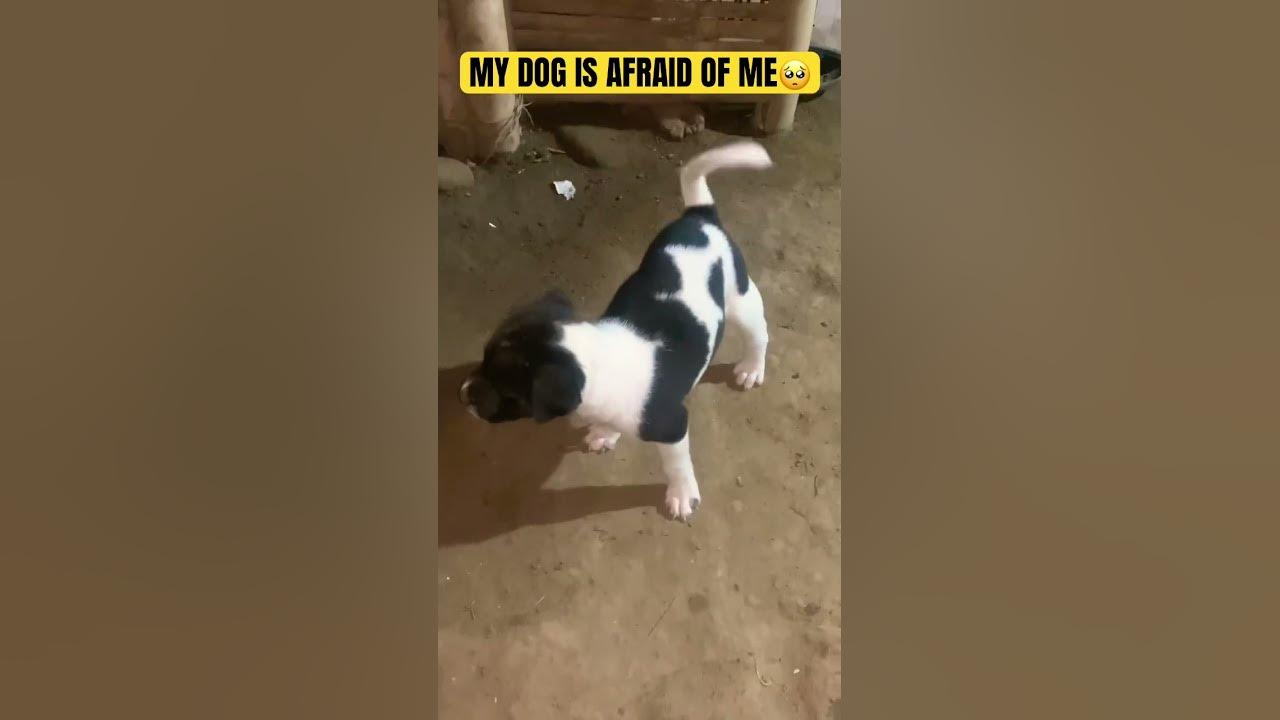 MY DOG IS AFRAID OF ME🥺💔 shorts YouTube