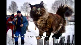 Кошачий блюз