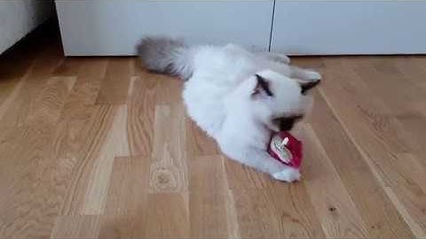Birman kittens playing with a catnip toy || Odin & Embla the Birman kittens
