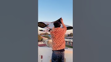 Thumbnail of 6 Feet Kite Flying || Kite Fight.  #patang #kite #kiteflying