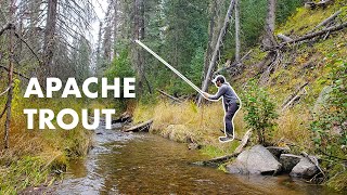Fishing for the Rare Native Apache Trout in Arizona! (Tenkara Fly Fishing)