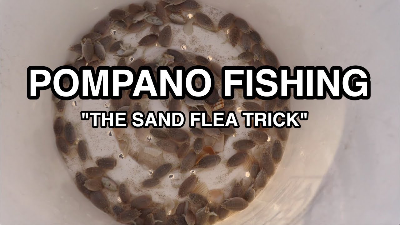 Sand Fleas: finding, fishing, storing, baiting, and more! » Skirt Tabs .com