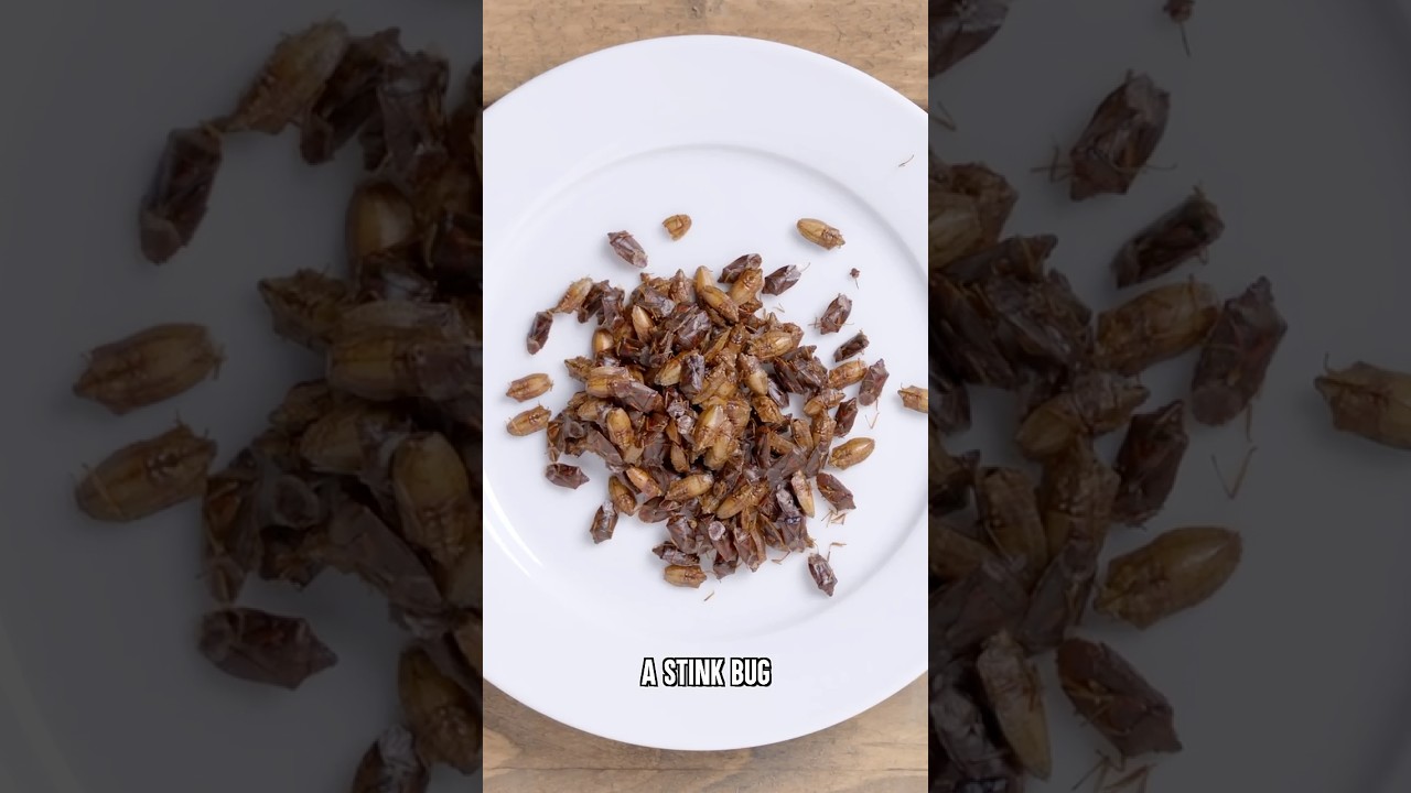 Real vs Candy: Stink Bug