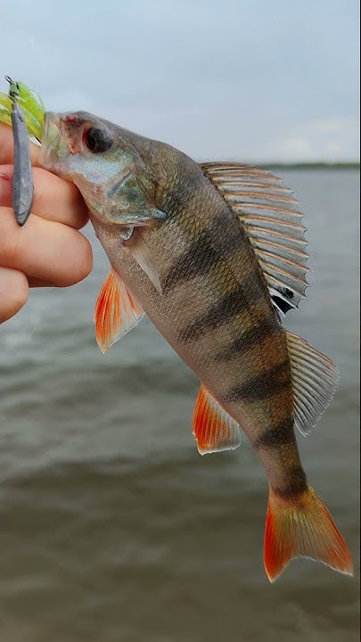 Окунь на спиннинг. Рыбалка на джиг риг. Perch fishing. Jig rig. #shorts ...