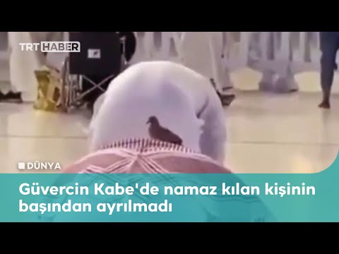 Güvercin Kabe'de namaz kılan kişinin başından ayrılmadı