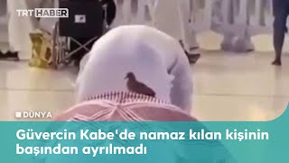 Güvercin Kabe'de namaz kılan kişinin başından ayrılmadı