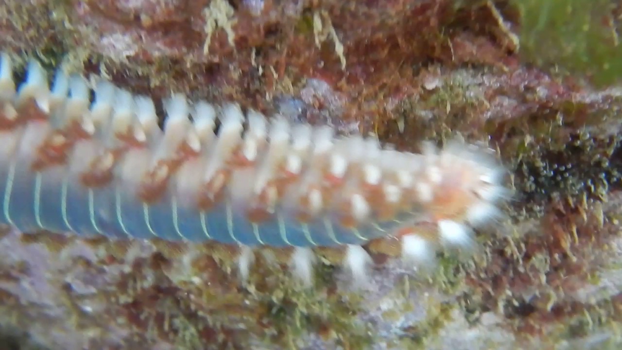 bearded fireworm (Hermodice carunculata) - video 3/3