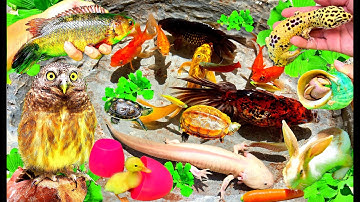 Ồ..‼️ Bắt Các Con Vật Dễ Thương, Bắt Cá Rô Lớn, Cá Koi, Cá Chép Nhiều Màu Sắc, Thỏ Vlog, Chim Cú Mèo