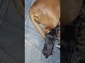 dash dog with 1 day old babies