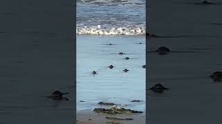 Family Cheers As Baby Turtles Make Their Way To Sea