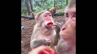 She fix getting prick everyday to be friends with the monkey 🥰🐒 #shorts #monkey