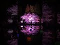 福岡の入場無料の穴場夜桜ライトアップがすごい￼