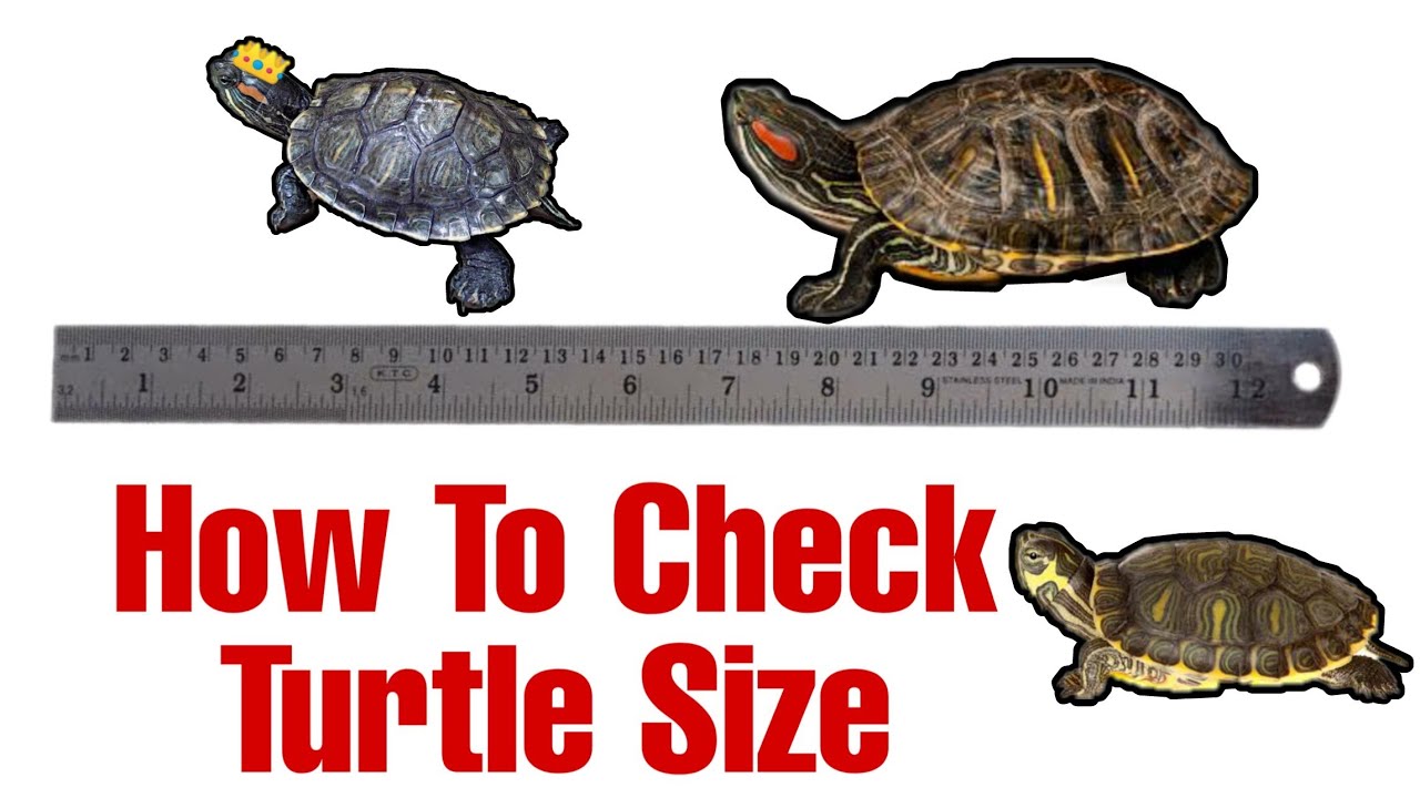 How to Measure a Red Eared Slider Turtle?