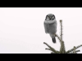 Sperbereule - Northern hawk-owl