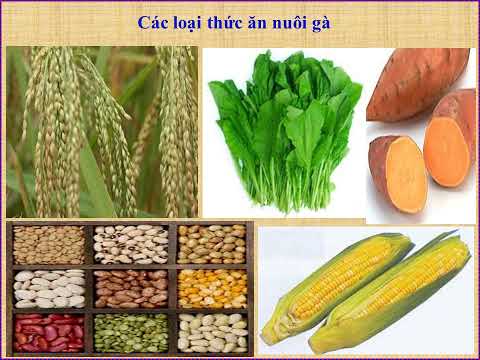 Lớp 5 - Tuần 17 - Môn Kỹ thuật - Bài 12: Thức ăn nuôi gà