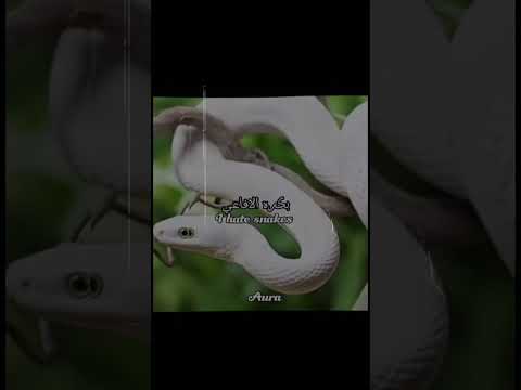 نزلته مره ثانية عشنه كان مغبش بدون موسيقى Explore Anime اكسبلور انمي بدون موسيقى Demonslayer