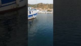 Pesca a sorpresa! porto Acciaroli