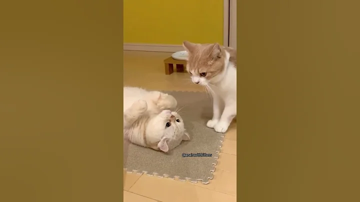 Video 9480041: cat kitten kitty, fight funny