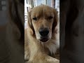 犬の舌の長さに驚く動画