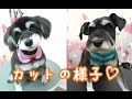 遊助くん、優菜ちゃん（Mシュナウザー）のカットの様子！ 大阪 旭区 高殿 トリミング サロン ペット ドッグ 犬