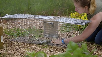 How to Use Havahart® Safe Release Animal Traps