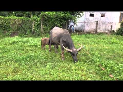 Video Trâu ơi ta bảo trâu này. - youtube