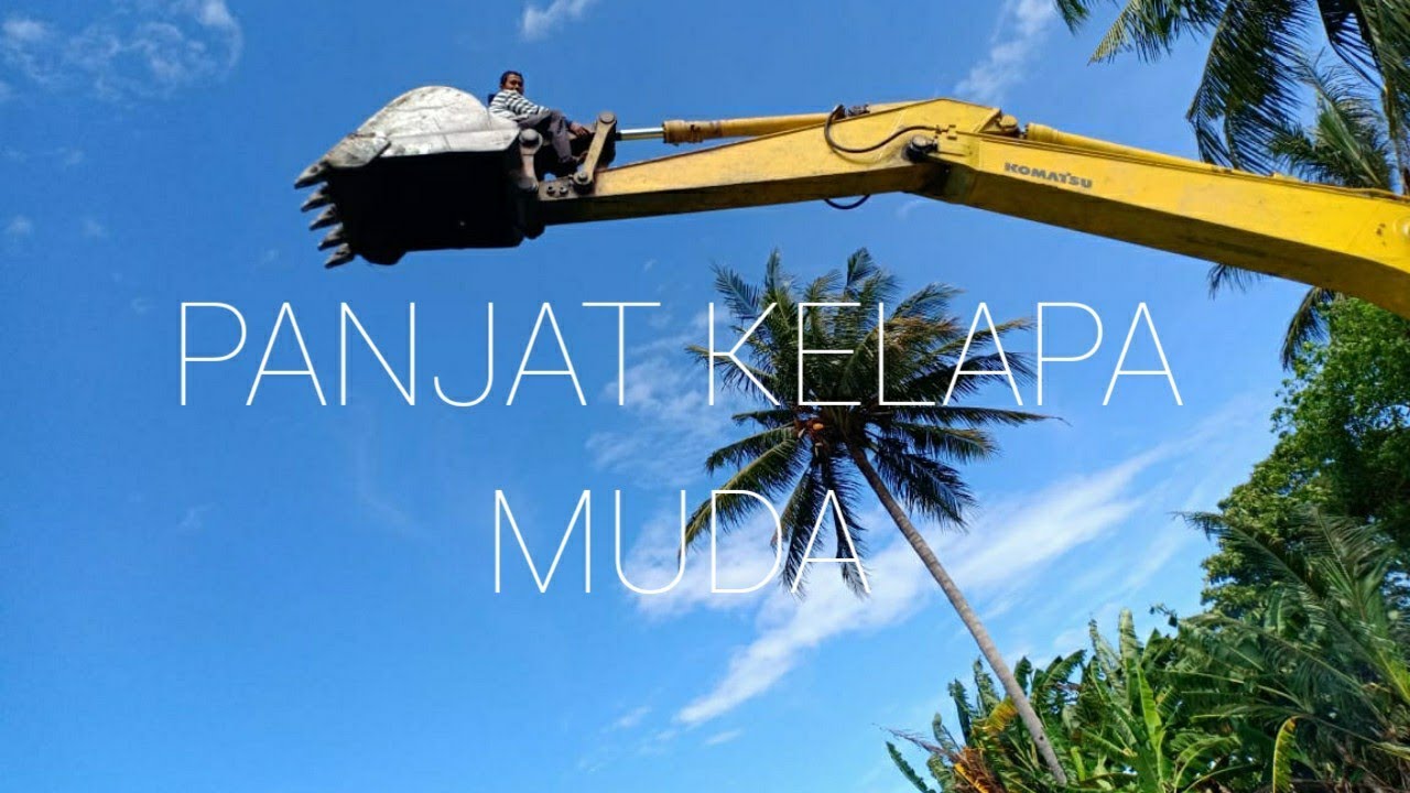 Panjat Kelapa Muda YouTube