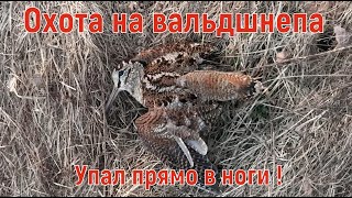 Охота на вальдшнепа. Один упал прямо к ногам!!! Woodcock hunting.