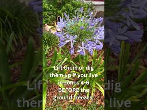 Video: Agapanthus Bloom Time - Wanneer is Agapanthus Bloom Season