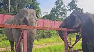 Kaavan Elephant, Welcome to Our New Channel!