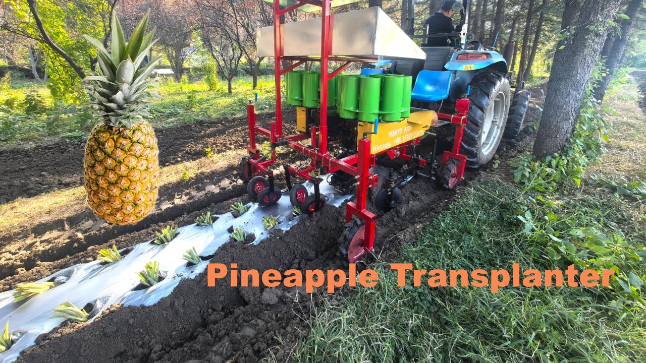 2-Row Pineapple Transplanter Pineapple Seedling Plant Machine driven by ...