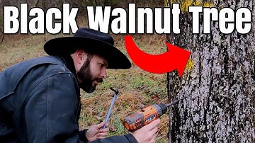 Make Syrup from Black Walnut Trees (Part 1)